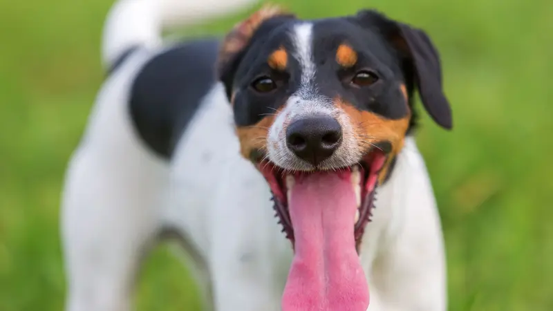 Pourquoi les chiens halètent-ils ?