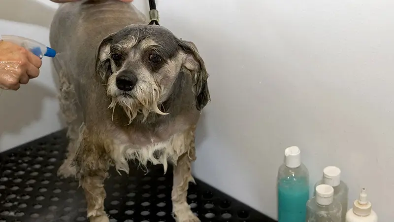 Arrêtez de désinfecter vos animaux de compagnie