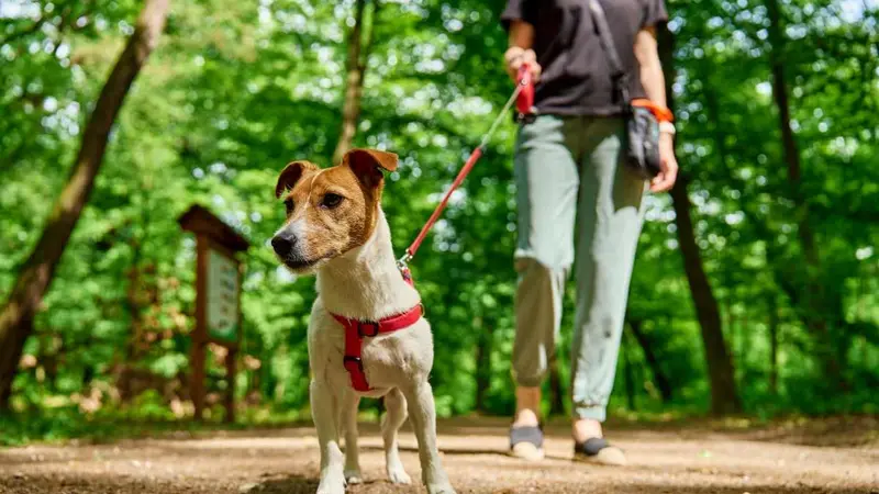 Attention en balade : ce que vous devez absolument faire avec votre chien dès le 15 avril
