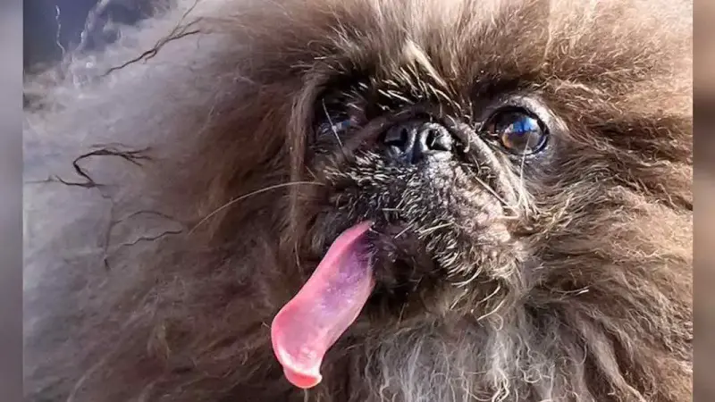 chien le plus moche de 2024
