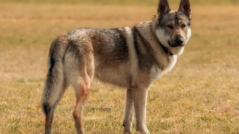 Gard : une meute de chiens-loups attaque un homme et son chien