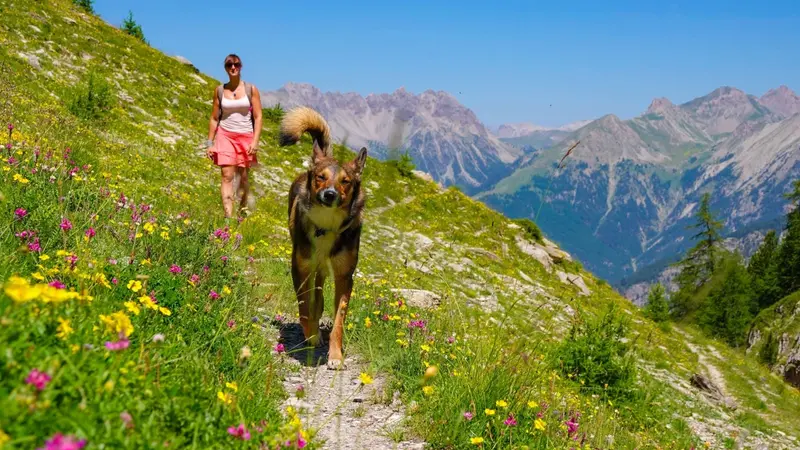 Alpes : les chiens désormais interdits dans le vallon de l’Eychauda