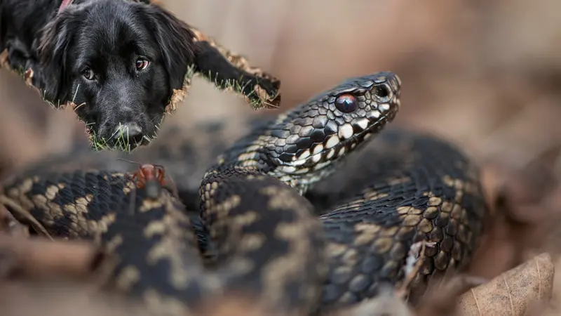Que faire si votre chien est mordu par une vipère ?