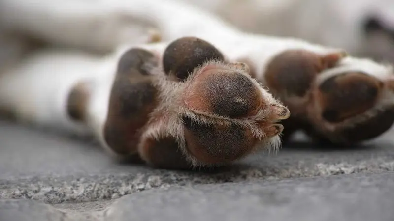 2 chiens de chasse empoisonnés dans leur caisse