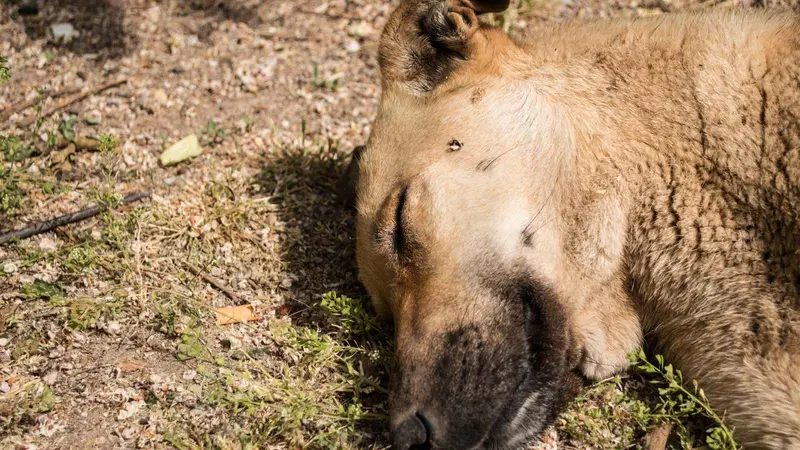 Alerte aux poisons dans l’Aude : quatre chiens meurent après une promenade, le sentier interdit