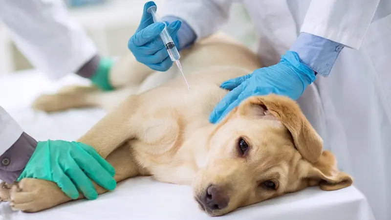 Entre 30 et 50 chiens morts de parvovirose dans les Ardennes.
