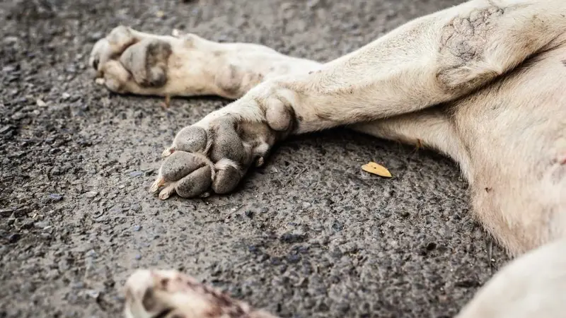 France : 3 chiens meurent empoisonnés au Témik