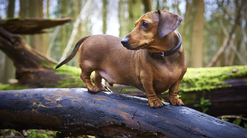Un chien de chasse retrouvé piégé sous terre