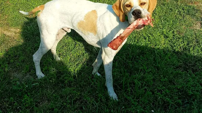 2 chiens de chasse volés dans le Lot-et-Garonne (47)