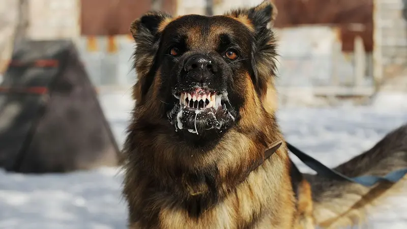 Un cas de rage détecté chez un chien en Charente-Maritime.