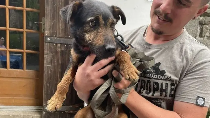 Récit exclusif : un chasseur retrouve son chien de chasse 3 ans après l’avoir perdu