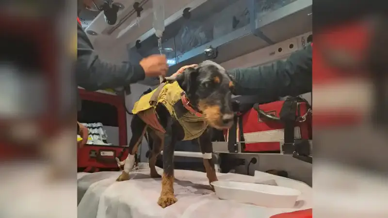 chien sauvé formiguère