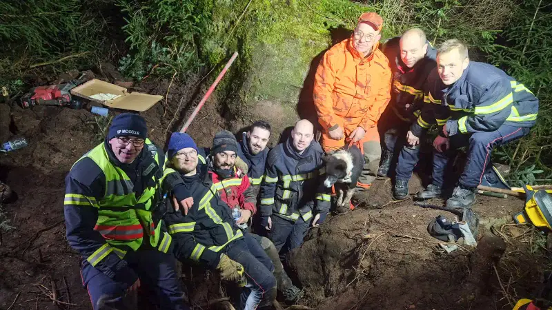 Moselle : une chienne de chasse retrouvée vivante après plusieurs heures piégée sous terre