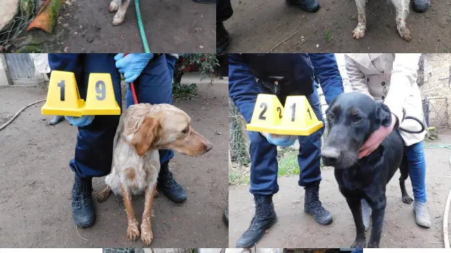 17 chiens, presque tous de chasse, volés cherchent leurs propriétaires