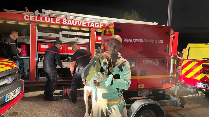 Une chienne de chasse tombée dans une faille sauvée par les pompiers au bout de 8 heures