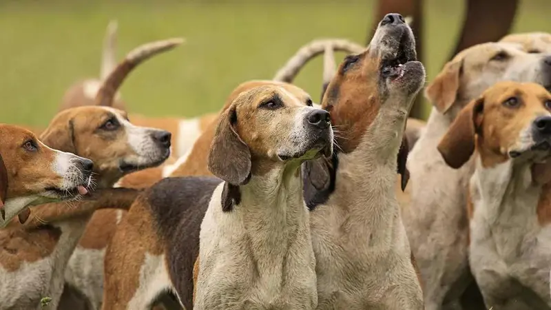 chiens de chasse a courre