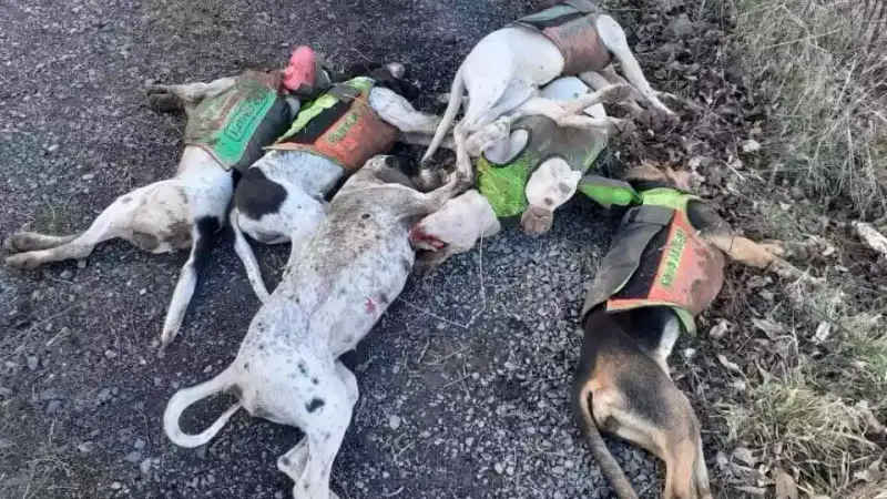 Procès des chiens de chasse abattus en Ardèche : une audience sous tension prévue le 3 avril
