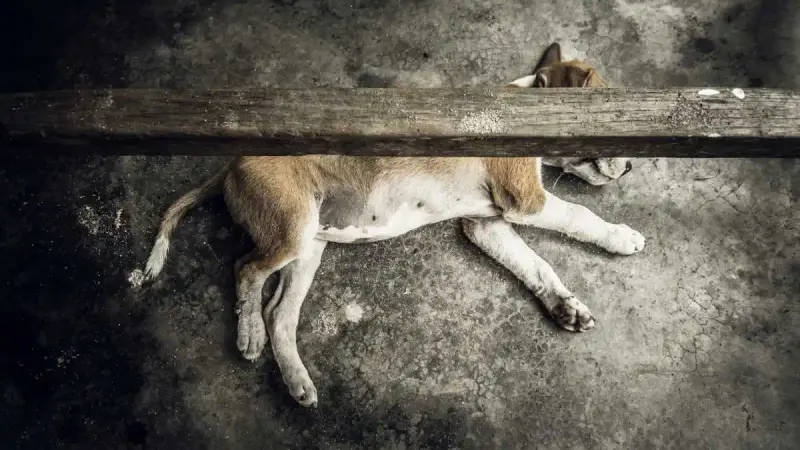 chien mort
