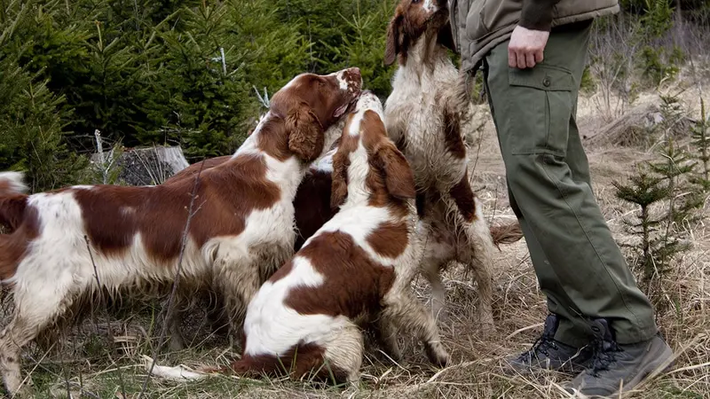 Dordogne : 4 chiens ayant chassé ensemble décèdent
