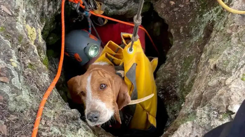 chiens coincé dans le trou du Romarin