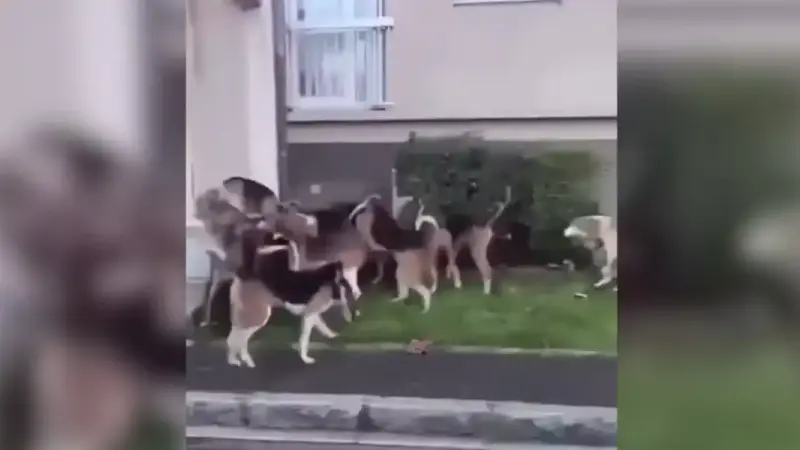 chiens-de-chasse-dans-clermont