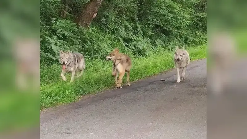 chiens loups dans les Landes