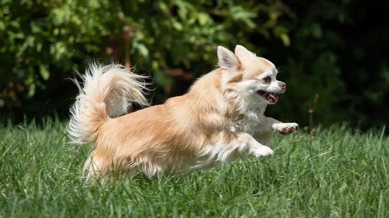 Insolite : un rapace capture un chihuahua dans un jardin