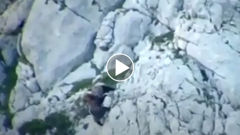 La vidéo impressionnante d’un combat entre deux ours qui chutent d’une falaise