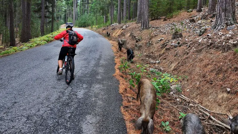 Un cycliste se casse la clavicule à cause d’une compagnie de sangliers