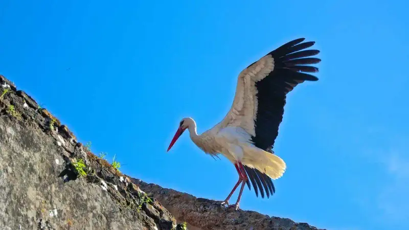 cigogne