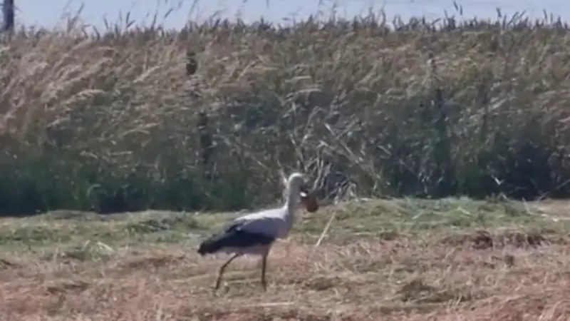 Une cigogne en danger à cause d’une canette de Coca, le coup de gueule d’un agriculteur fait réagir toute la France