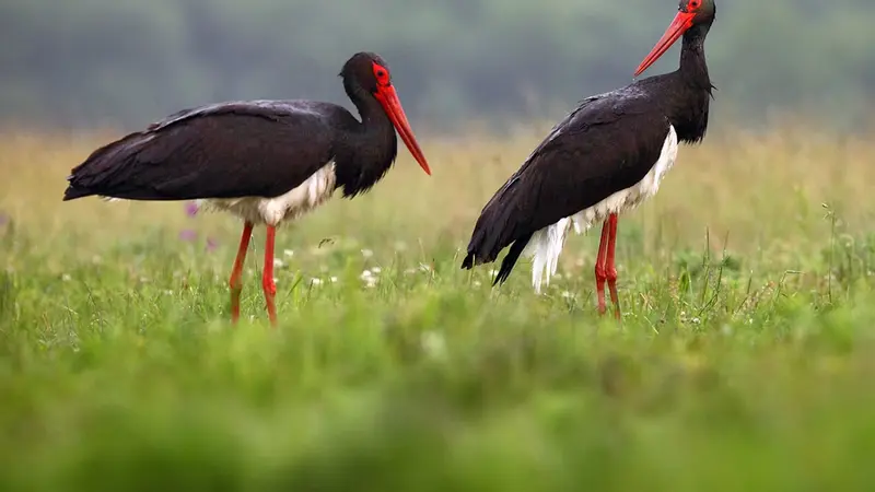 La cigogne noire met en péril la construction d’un parc éolien.
