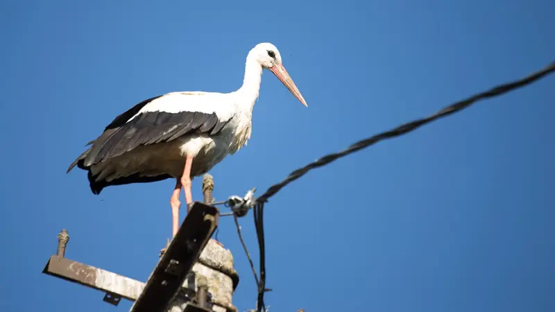 Une cigogne crée un court-circuit et prive 1700 foyers d’électricité