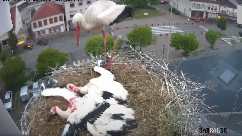 En Moselle, 1 cigogne vient attaquer des cigogneaux et en tue un