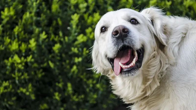 Quels sont les chiens de chasse préférés des Français entre 2022 et 2023?