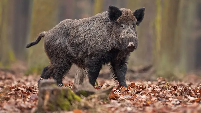 La Pologne va construire 1200km de clôture pour empêcher les sangliers de circuler