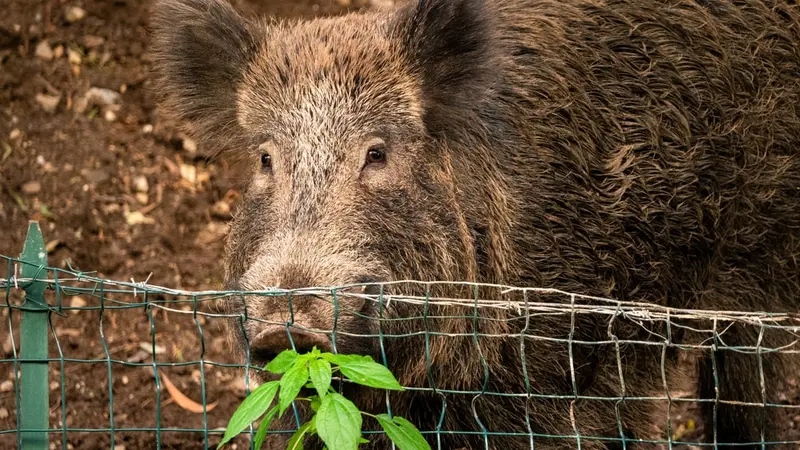 Un sanglier contaminé par la PPA à la frontière Française.