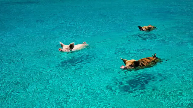 cochon-bahamas