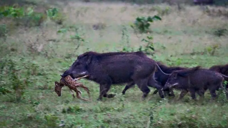 Des cochons mangeurs de cervidés