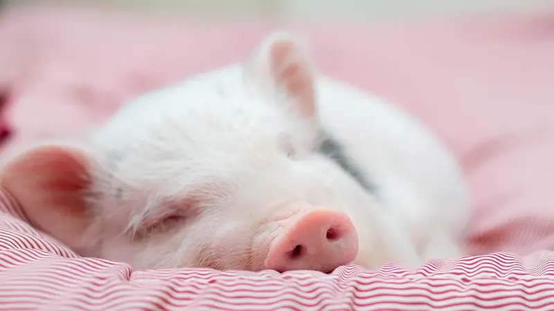 Un cochon sauvé de l’abattoir, fini finalement en pâté