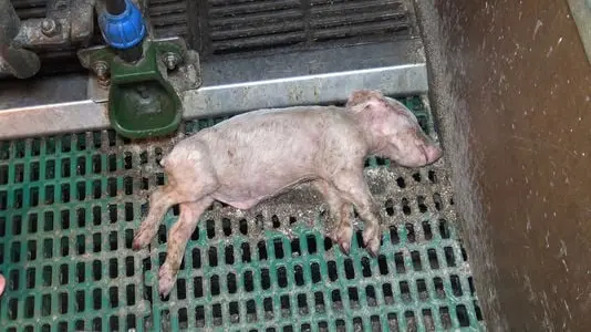 cochon-finistere-scandale