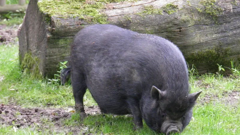 Deux cochons vietnamiens en divagation tués lors d’une battue dans le Morbihan