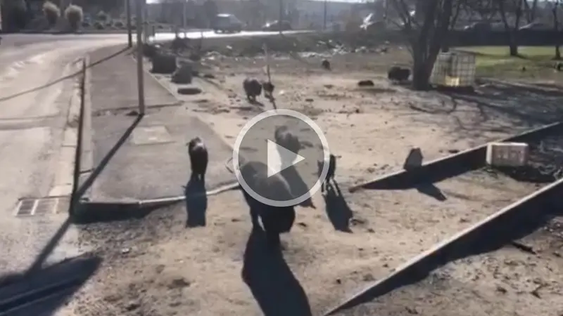 Des cochons noirs et des cochongliers envahissent Marignane