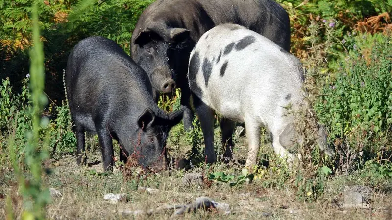 Corse : des cochons sauvages attaquent un couple et mangent leur chihuahua