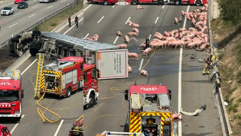 Des cochons en pagaille sur l’autoroute en direction de Perpignan suite à un accident