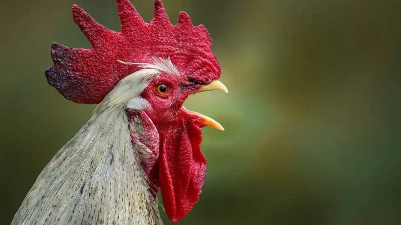 Loi sur les conflits de voisinage en milieu rural