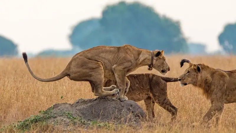 Un guide tué par un lion au Zimbabwe
