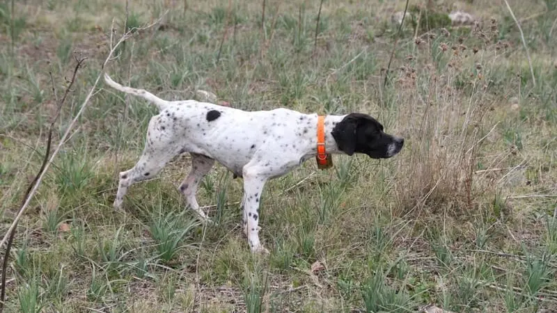 Comment choisir son collier de dressage pour chien de chasse ?
