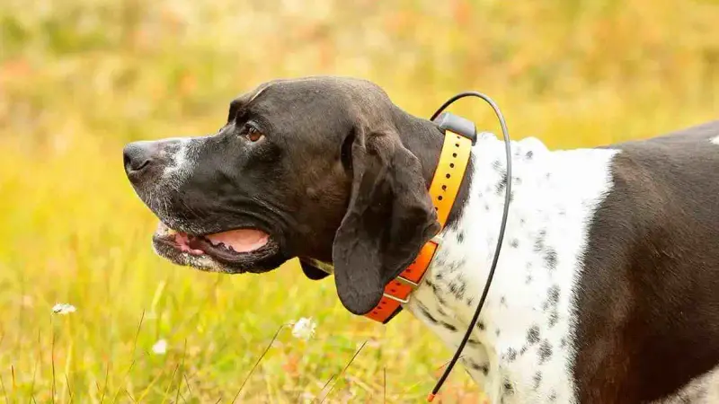 Collier GPS chien