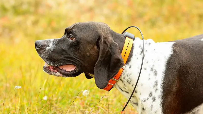 Une voiture de chasseur volée puis retrouvée grâce au collier GPS de son chien resté à l’intérieur